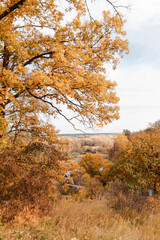 autumn in the forest