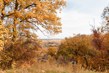 autumn in the forest