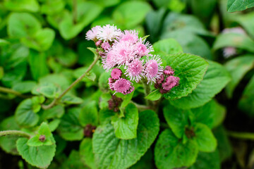 Large group of pink and white flowers of Ageratum houstonianum plant commonly known as lossflower, bluemink, blueweed or Mexican paintbrush in a a garden in a sunny summer garden, floral background.