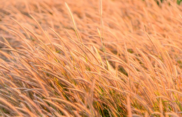 mountain meadow in sunset light