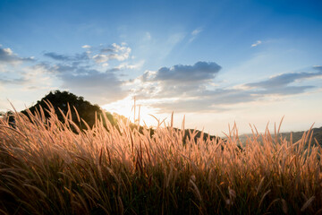 mountain meadow in sunset light