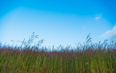 mountain meadow with blue sky background