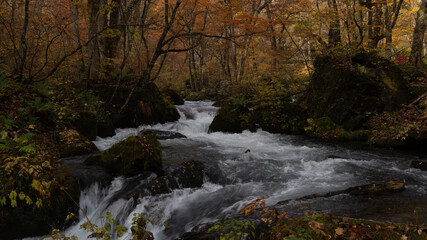 waterfall in the forest