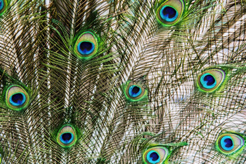 Peacock's beautiful feathers on a white background, close up