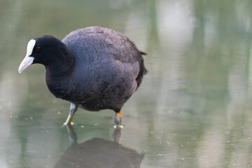 The Eurasian Coot (Fulica atra)
