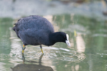 The Eurasian Coot (Fulica atra)