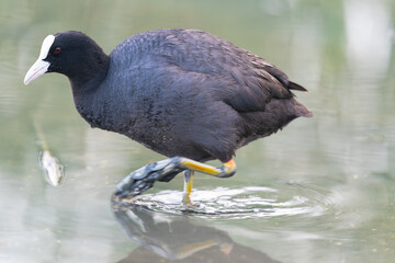 The Eurasian Coot (Fulica atra)