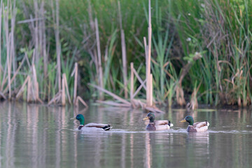 ducks on the lake