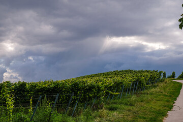 Riesling vineyards under a tragic evening sky. Oppenheim, Germany. Wine tourism.  