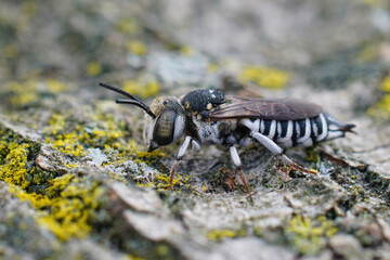 Detailed closeup on a white coloredfemale kleptoparasite bee, Coelioxys argenteus from the Gard,...