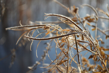 Flowers delicate close-up.