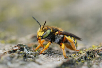 Closeup on a colorful yellow female oblong carder bee, Anthidium oblongatum