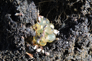 Yellow translucent Spanish slug eggs in the wet dirt
