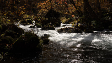 Fototapeta premium waterfall in the forest