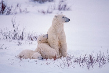 Polar bear with her cubs