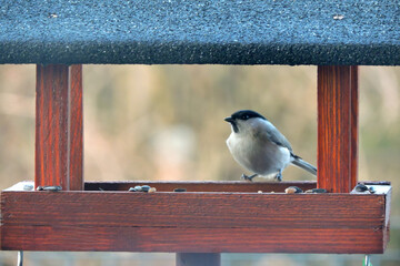 A marsh tit inside a wooden bird feeder 