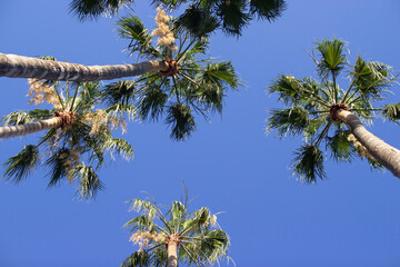 Obraz na płótnie Canvas the southern sky with tall green palms