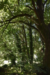 Fototapeta premium Trees 