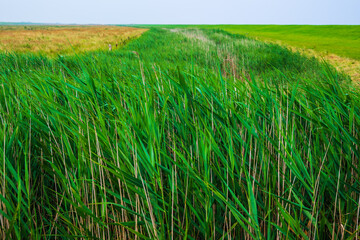 Salzwiesen an der ostfriesischen Küste