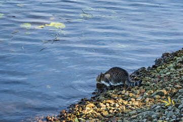 Grey tabby cat drinking water outdoors, sitting on the pebble shore. Circular ripples on the water.