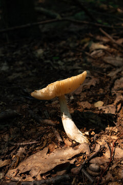 Beautiful Mushroom On The Ground At Hudson Highlands State Park In Cold Spring New York