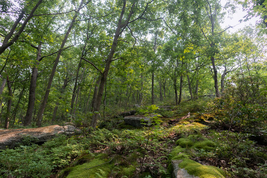 Green Trees And Plants On A Hill In The Forest At Hudson Highlands State Park In Cold Spring New York