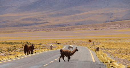 La llama es un mam&iacute;fero artiodactilo domestico de la familia Camelidae abundante en la Puna o Altiplano
