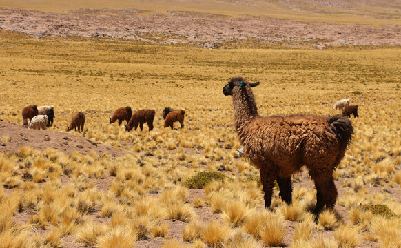 La llama es un mamífero artiodactilo domestico de la familia Camelidae abundante en la Puna o Altiplano