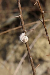 Snail's shell on a dry brown branch with long thorns