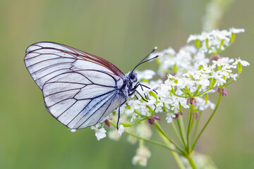 Butterflies of Central Russia. Morning awakening	
