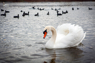 White swans on the lake near the city of Goryachy Klyuch.
