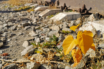 autumn leaves on the ground