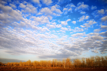 wheat field and sky