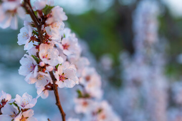 pink flowers of chinese cherry close-up. spring mood, evening lighting