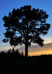 pine tree silhouette against the background of the sunset sky