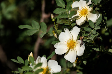 white rose hips flowers against green foliage background, real nature