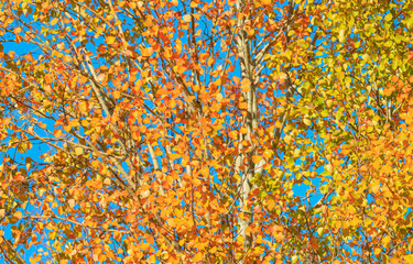 Yellow and red maple leaves during autumn season with blue sky 