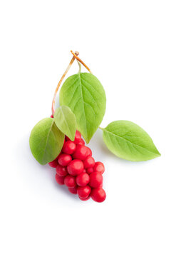 Schisandra Chinensis isolated on white background