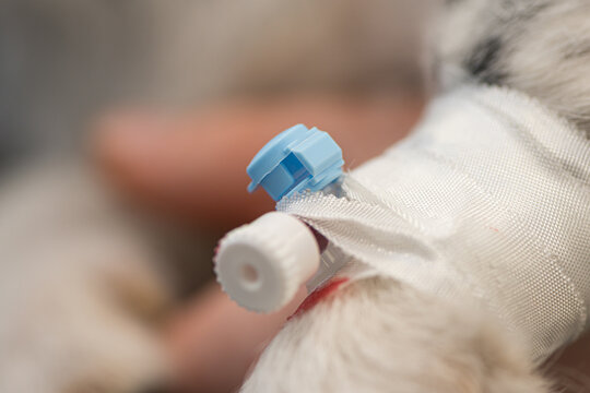 little sick jack russell terrier dog at the vet. Veterinarian prepares the dog for surgery and places a canula to give intravenous medication.