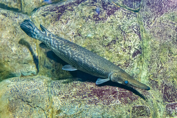 Alligator pike in a muddy reservoir. Animals in the wild.