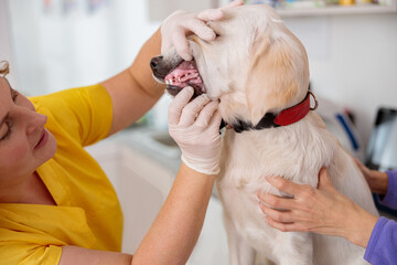 Woman veterinarian checking dog in animal hospital