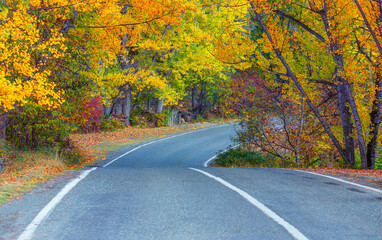 Curve asphalt road in autumn forest at sunrise - Savsat, Turkey