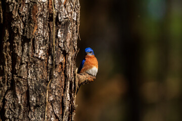 bluebird perched on a branch