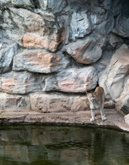 Puma in captivity. on the edge of his refuge.
