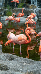 Phoenicopterus ruber in captivity.
