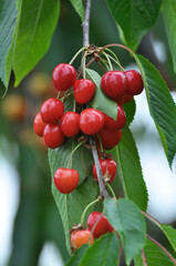 Obraz premium On a tree branch, ripe berries sweet cherry (Prunus avium)