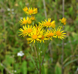 The plant Jacobaea vulgaris grows in the wild
