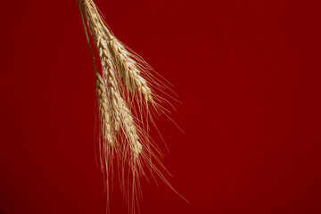Horizontal wheat ears isolated on red background as package design element