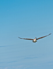 font view, far distance of a brown pelican gliding toward the photographer in a tropical, blue sky