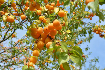 On the branch ripen fruits of plums (Prunus cerasifera).